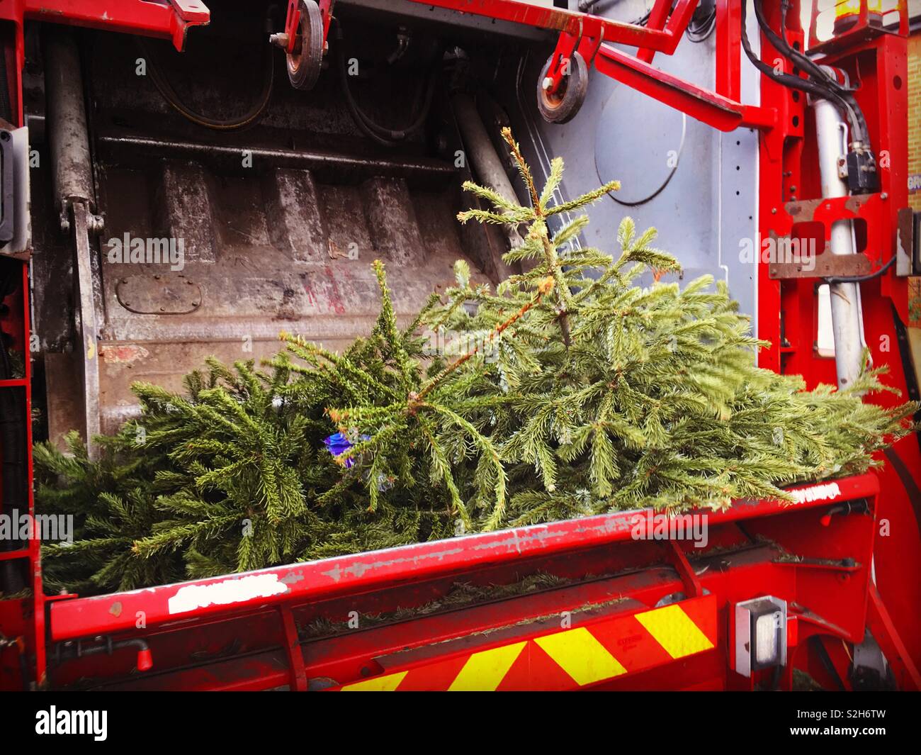 Les arbres de Noël sont déversés dans un camion de recyclage conseil en janvier après Noël. - Image de stock capturée avec un smartphone