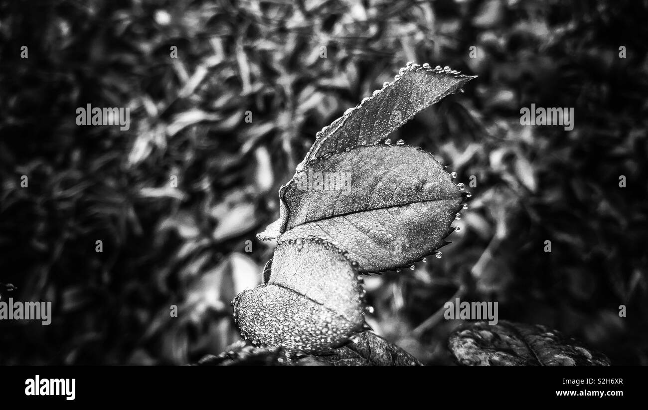 Les gouttelettes d'eau sur les feuilles Banque D'Images