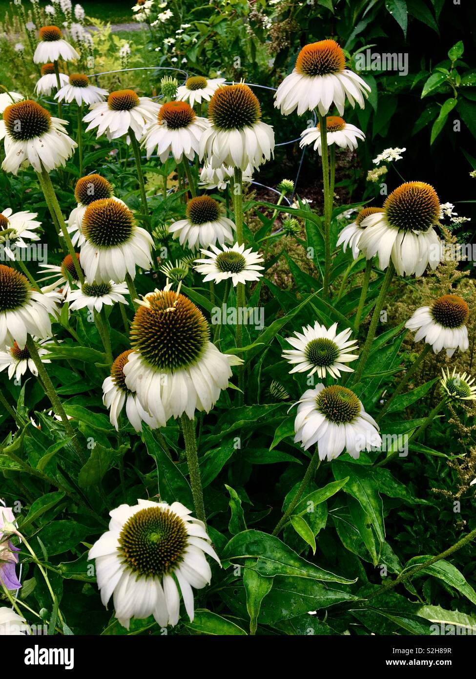 Fleurs d'échinacée - Image de stock capturée avec un smartphone