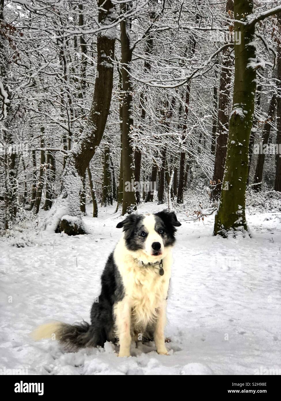 Border Collie bleu merle dans un bois enneigé Banque D'Images