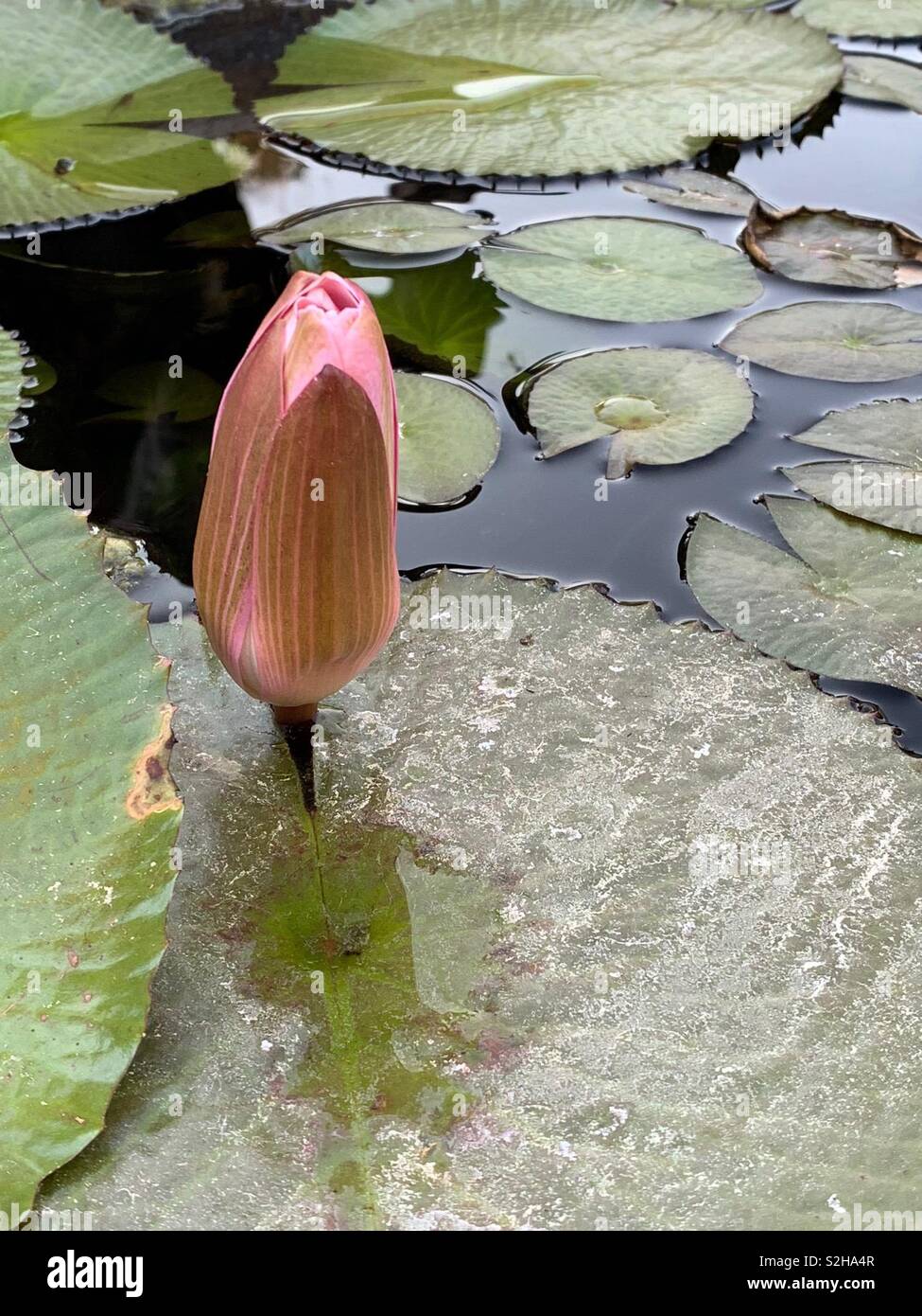 Water Lilly - Image de stock capturée avec un smartphone