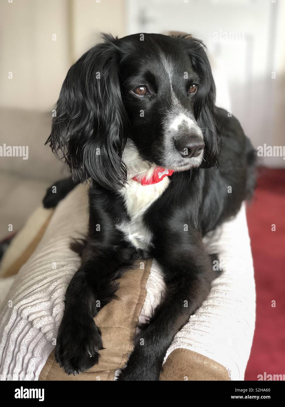 Portrait d'un sprocker spaniel Banque D'Images