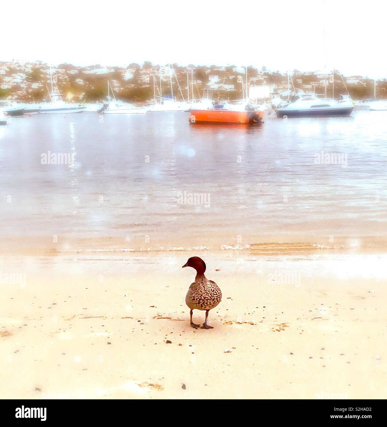 Un oiseau debout sur la plage en contemplant si d'aller nager dans la mer du matin calme Banque D'Images