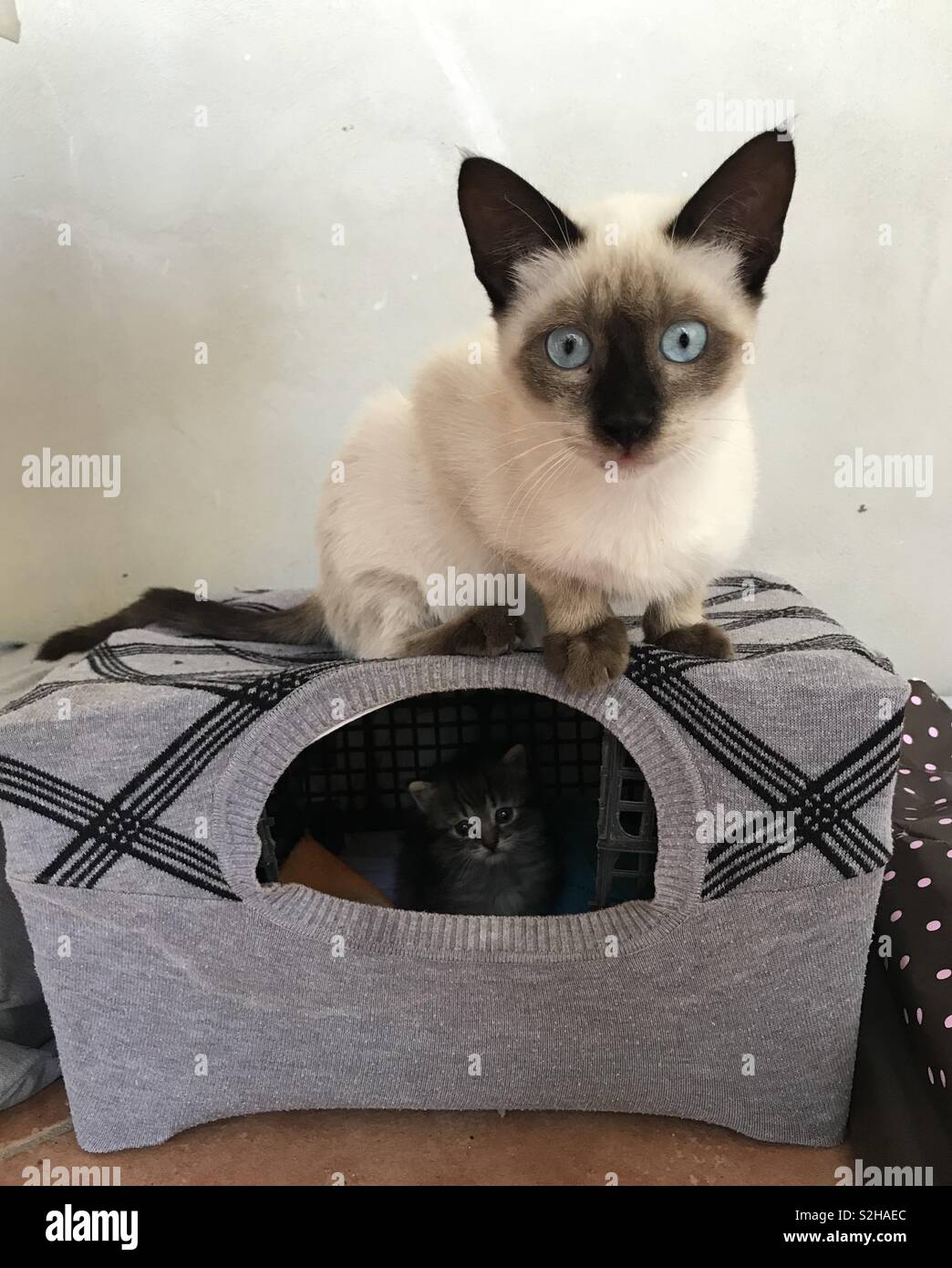 Bebe Siamois Banque D Image Et Photos Alamy