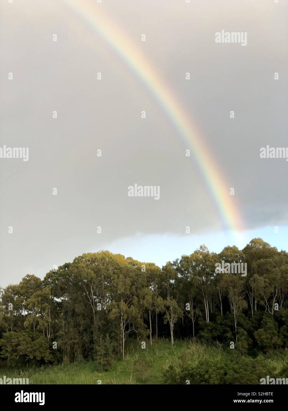Un rainbow, appelé "anuenue" près de l'eucalyptus dans Honoka'a, dans le district de Hamakua de la grande île d'Hawai'i Banque D'Images