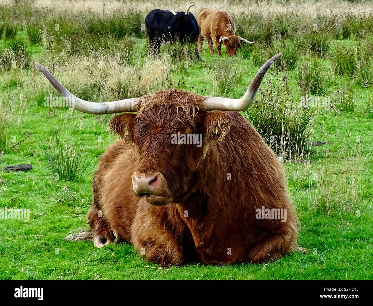Les vaches des highlands en Ecosse Banque D'Images