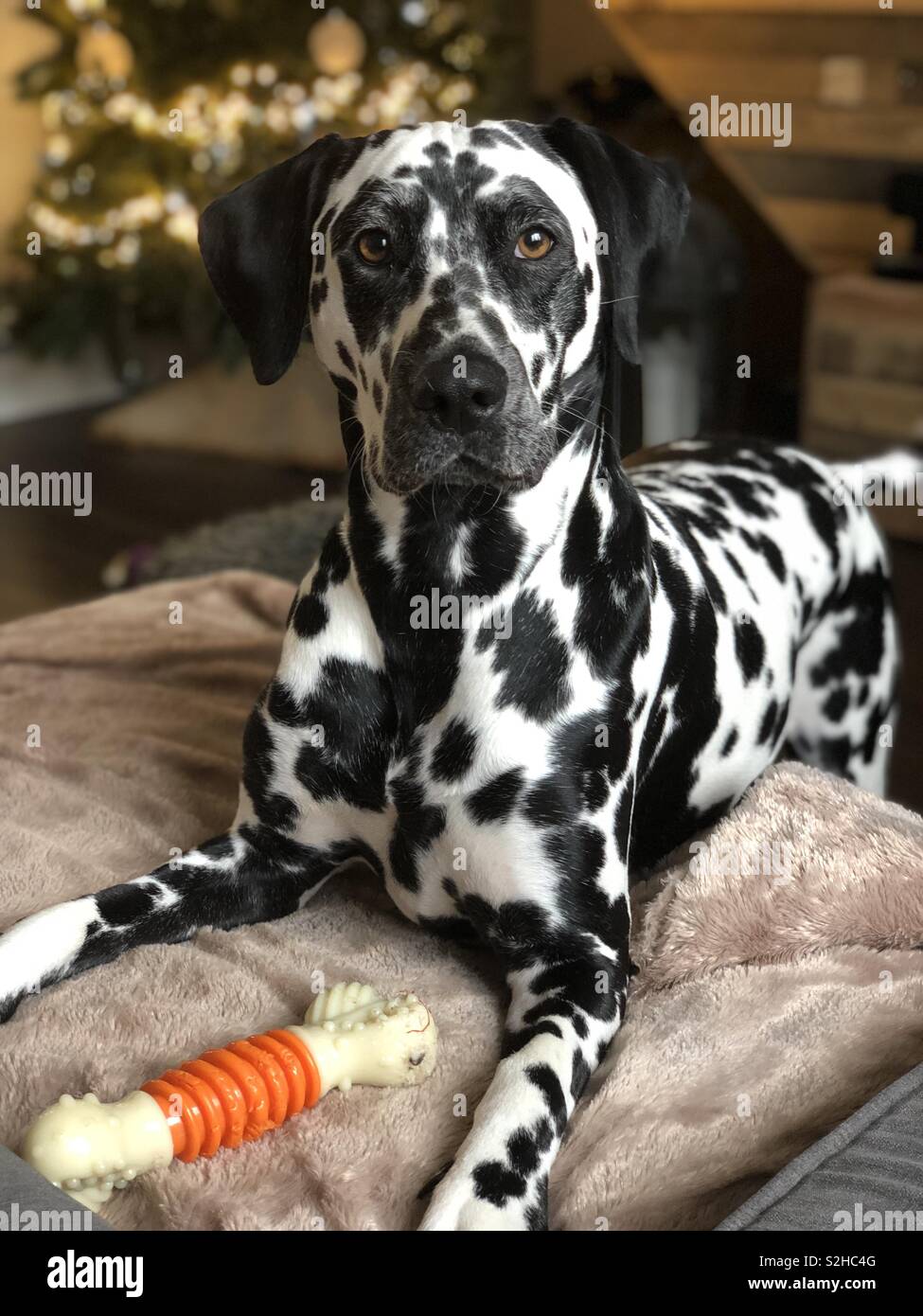 À Noël dalmatien Banque D'Images