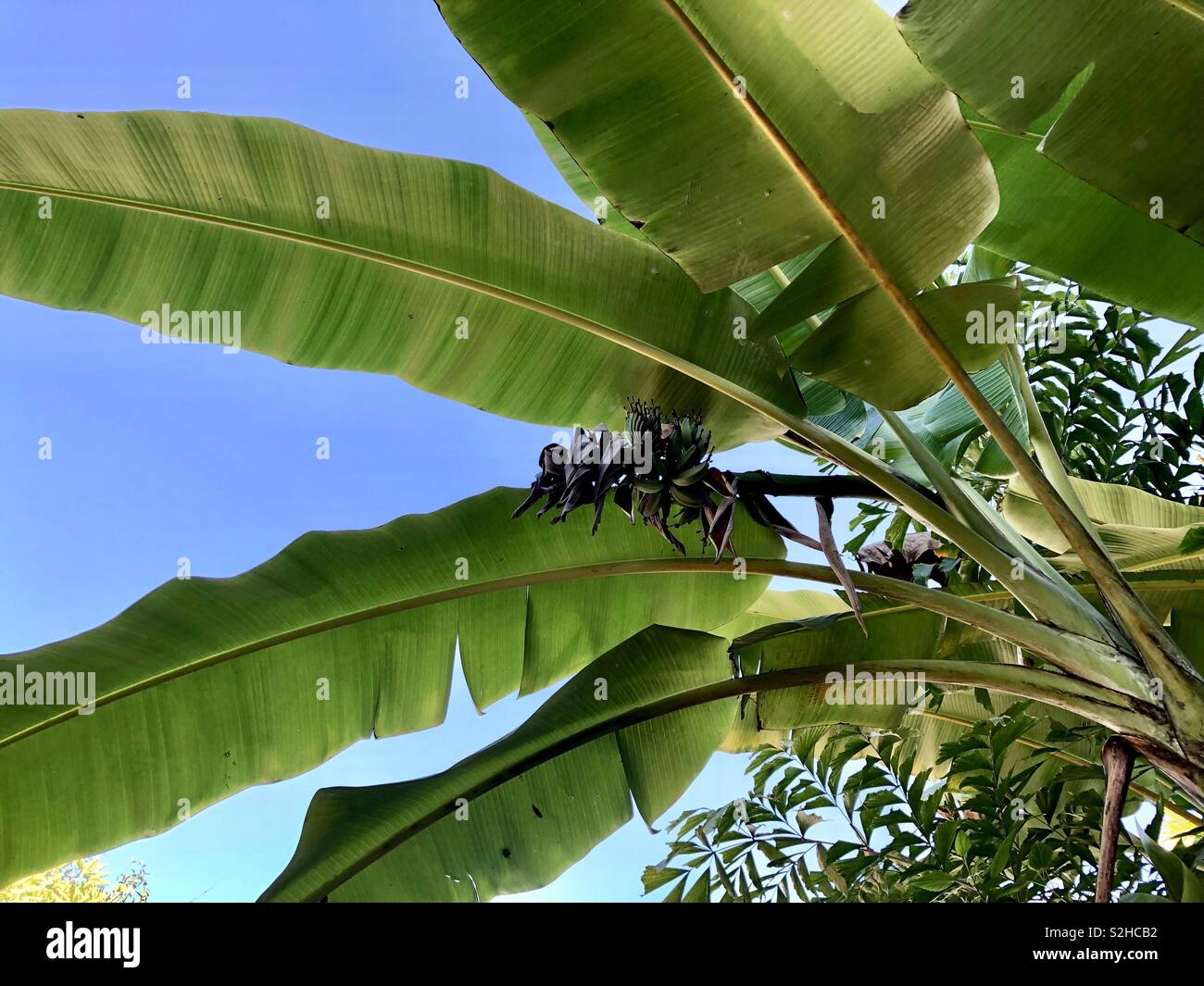 Low angle view of Banana Leaf tree - Image de stock capturée avec un smartphone