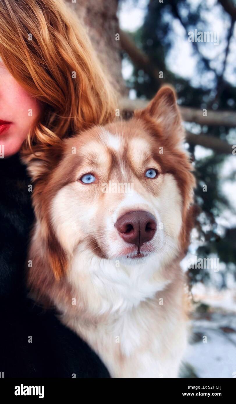 Husky rousse looking at camera avec femme et arbres en arrière-plan. - Image de stock capturée avec un smartphone