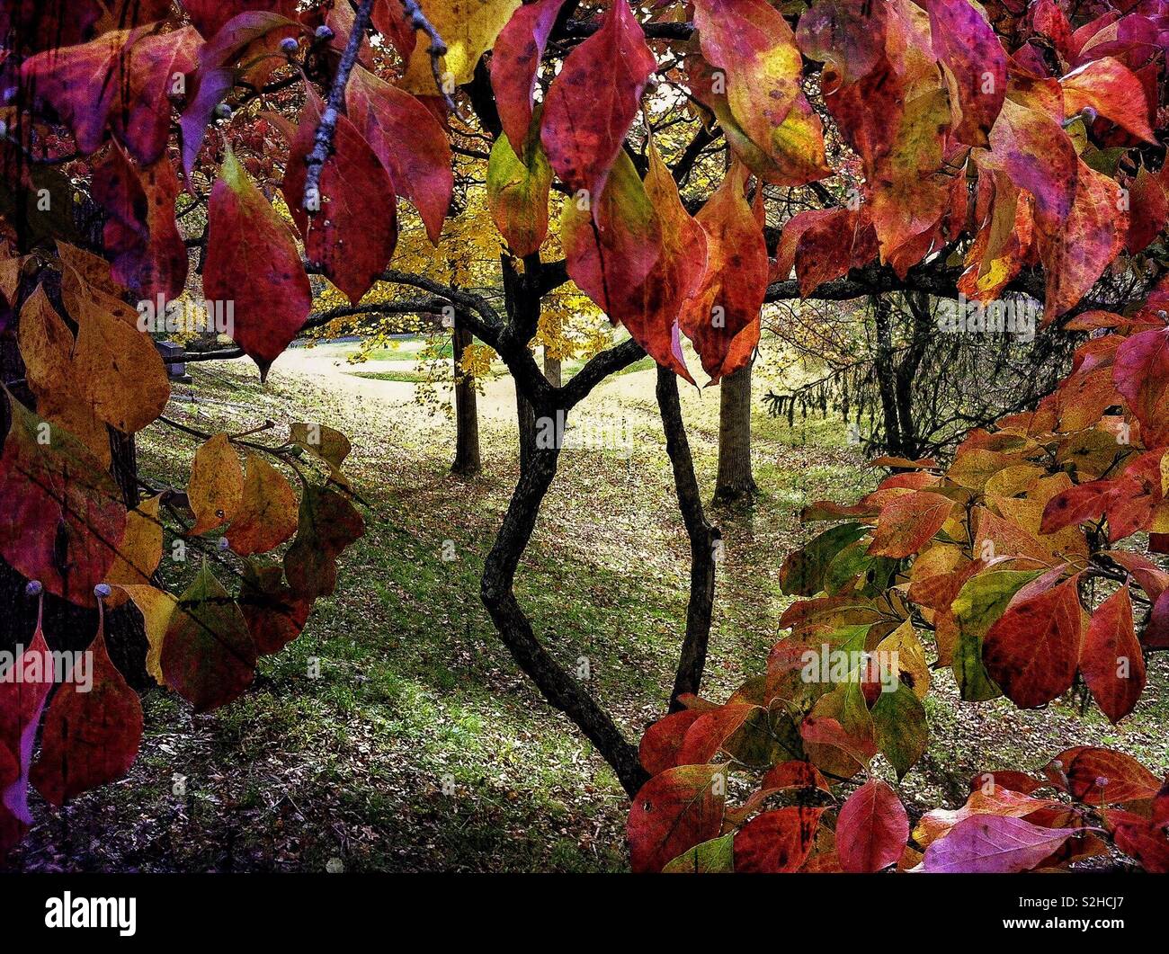 Couleurs d'automne, Asheville, Caroline du Nord. Banque D'Images