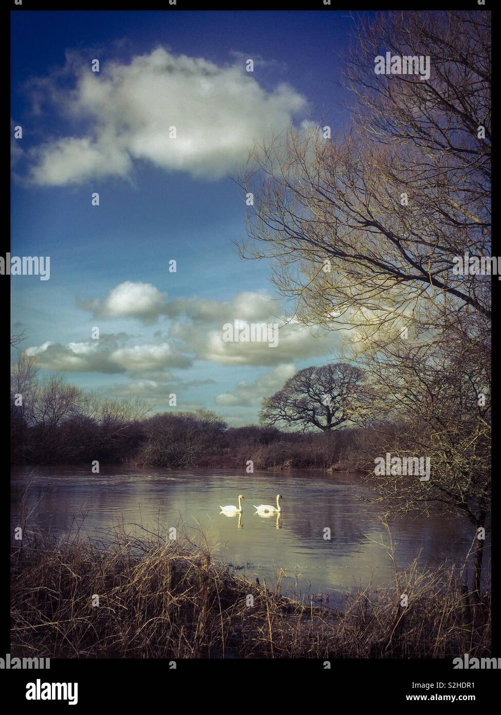 Cygnes sur la rivière Stour - Image de stock capturée avec un smartphone