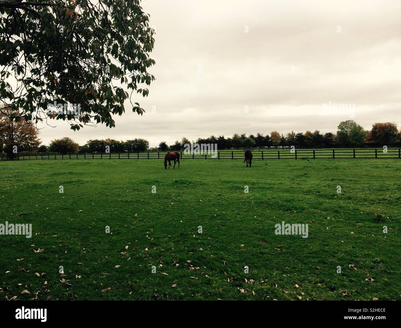 Kildare Irlande paysage chevaux pâturage dans le paddock ou le pâturage sur un jour d'automne gris et nuageux - Image de stock capturée avec un smartphone