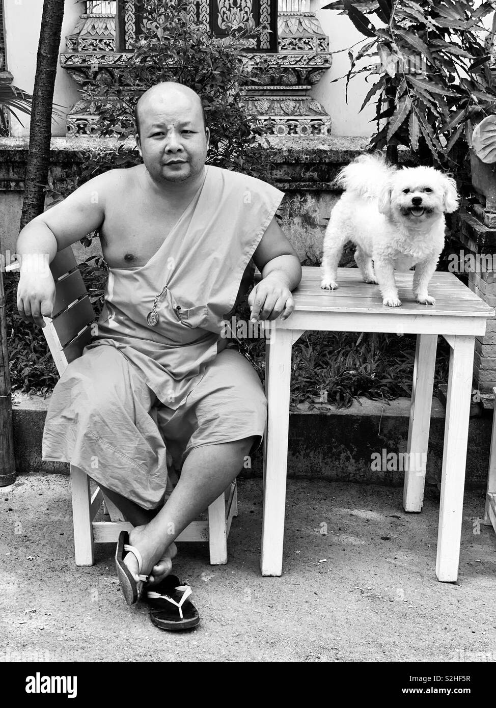 Monk et ses chiens, Thaïlande Banque D'Images