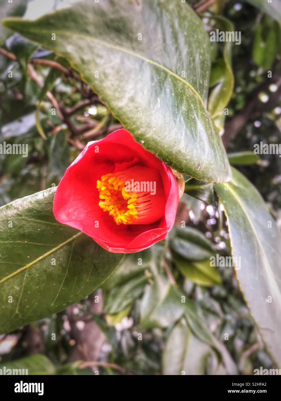 Camellia japonica Linn. Banque D'Images