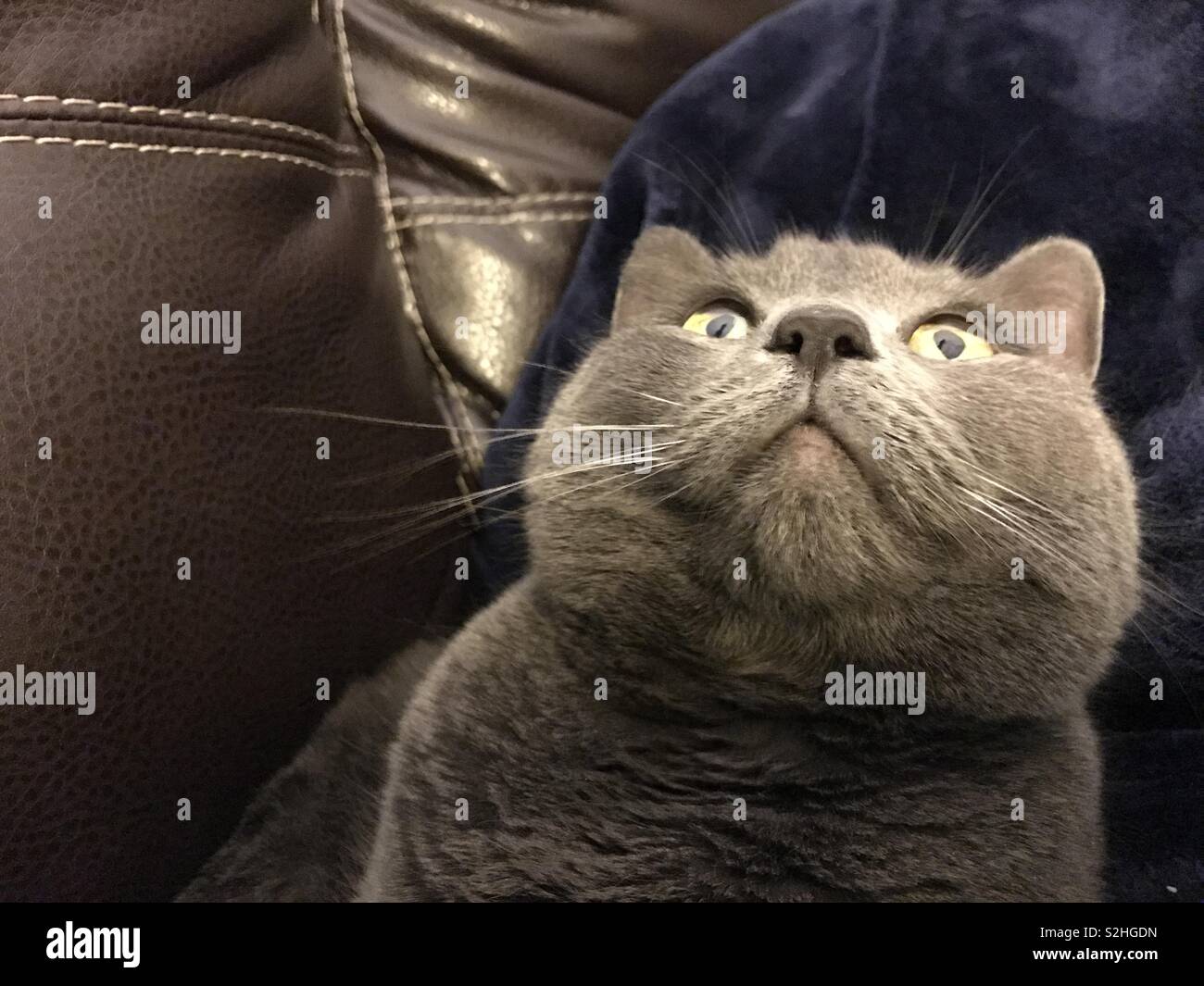 Chat Bleu Russe Aux Yeux Verts Photos Chat Bleu Russe Aux