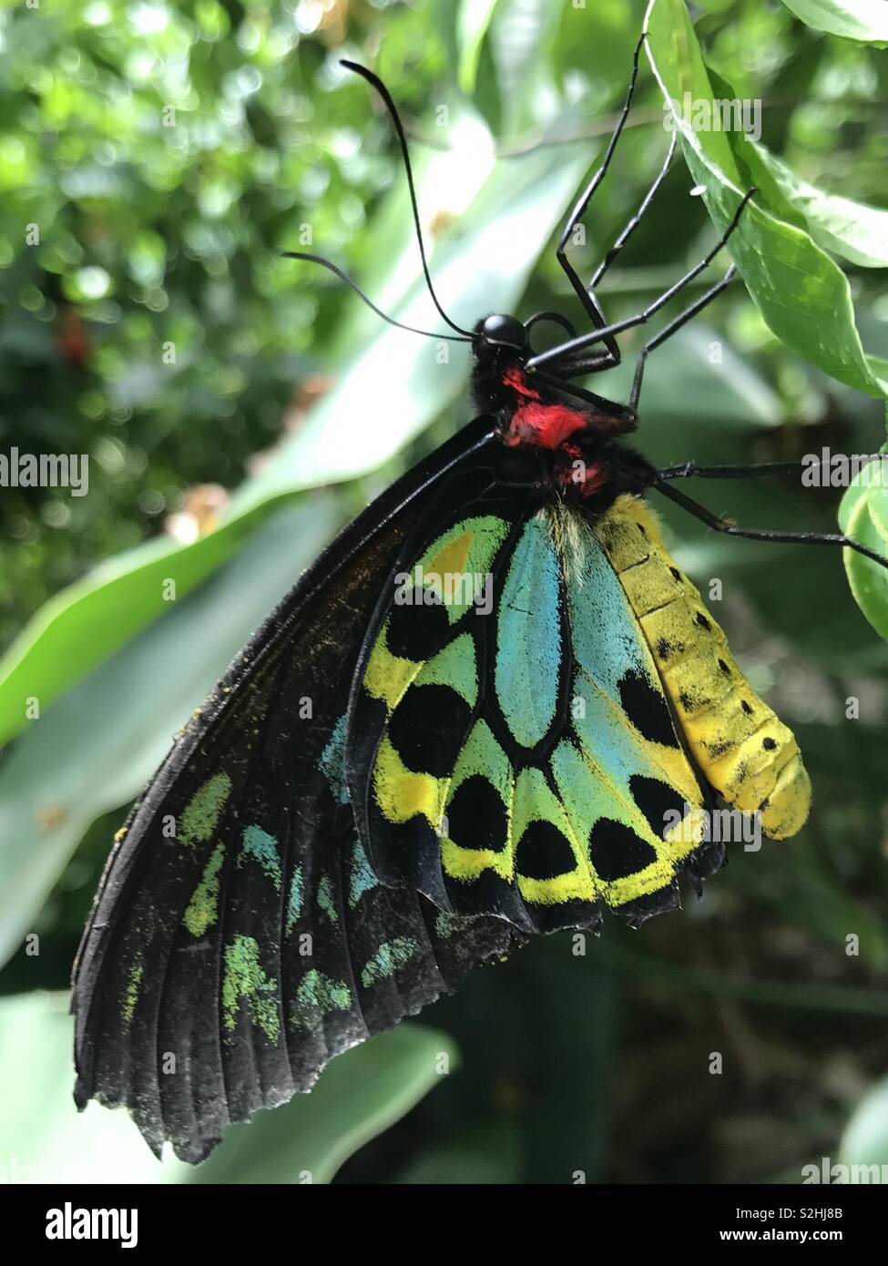 Nature de l'Australie l'été papillon insectes animaux été belle awesome amazing love sunshine feuilles fleurs couleur coloré couleurs vert Banque D'Images