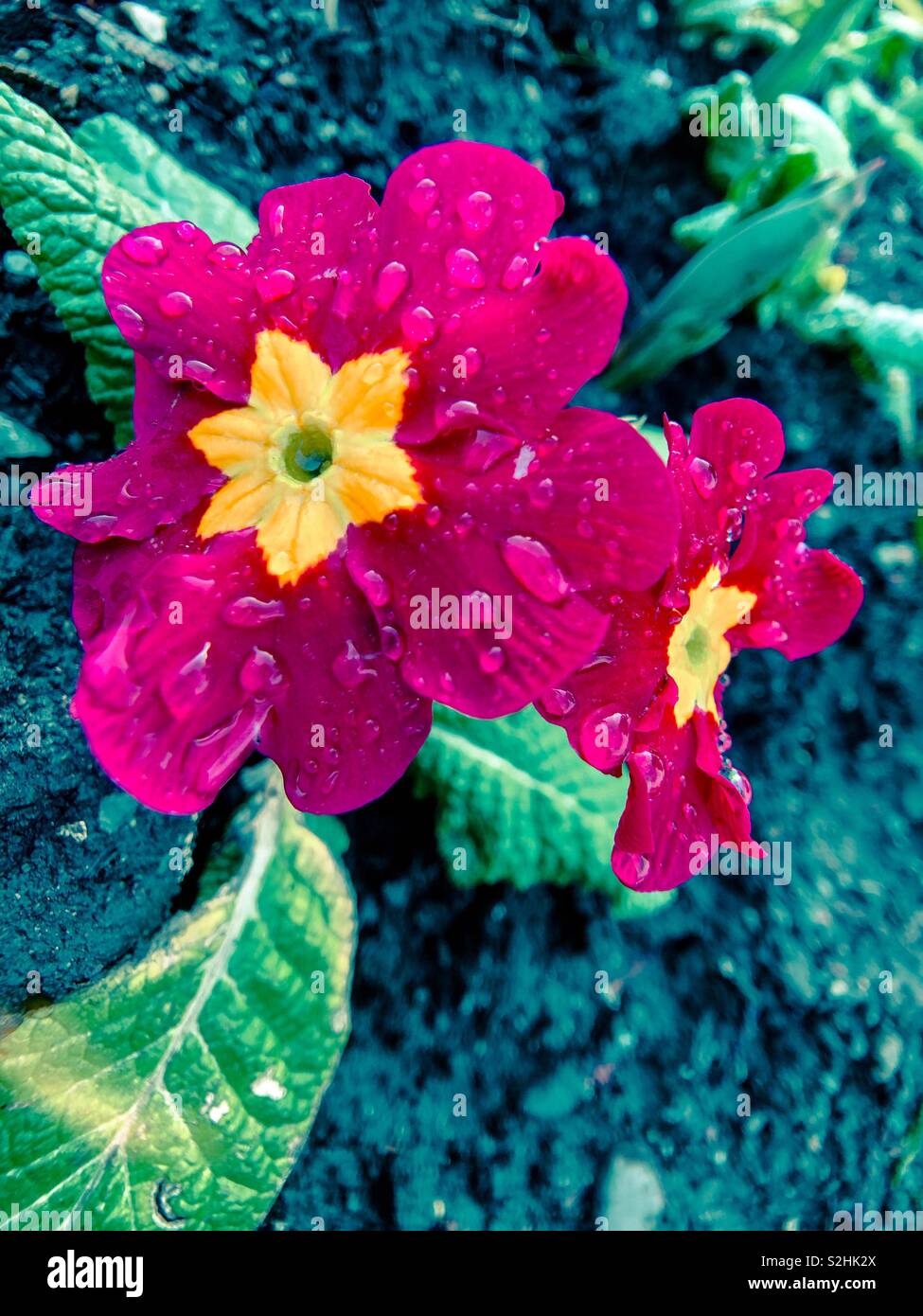 Primroses avec gouttes de pluie. Banque D'Images