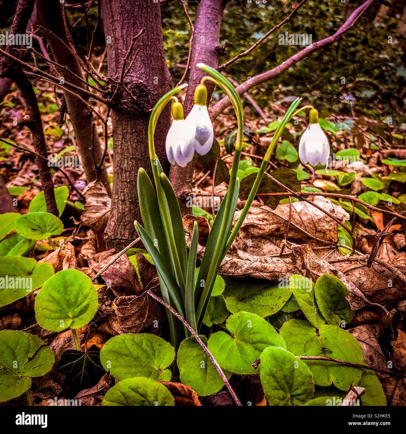 Un petit bouquet de saison (nom scientifique : les perce-neige Galanthus) dans la région de Craiglockhart woods, Édimbourg, Écosse, Royaume-Uni - Image de stock capturée avec un smartphone