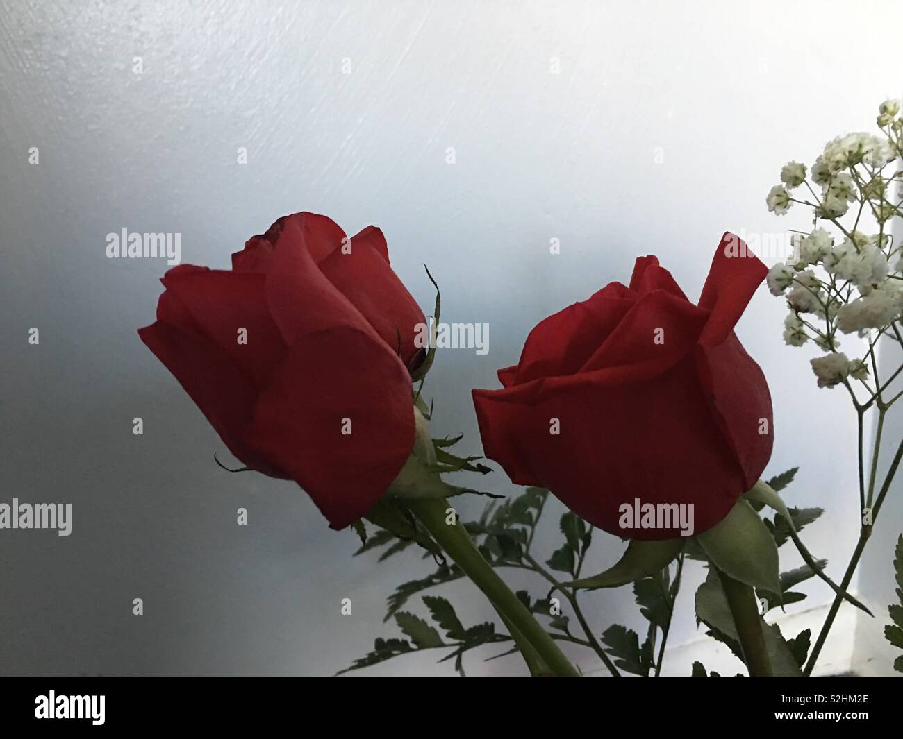 Roses de la Saint-Valentin - Image de stock capturée avec un smartphone