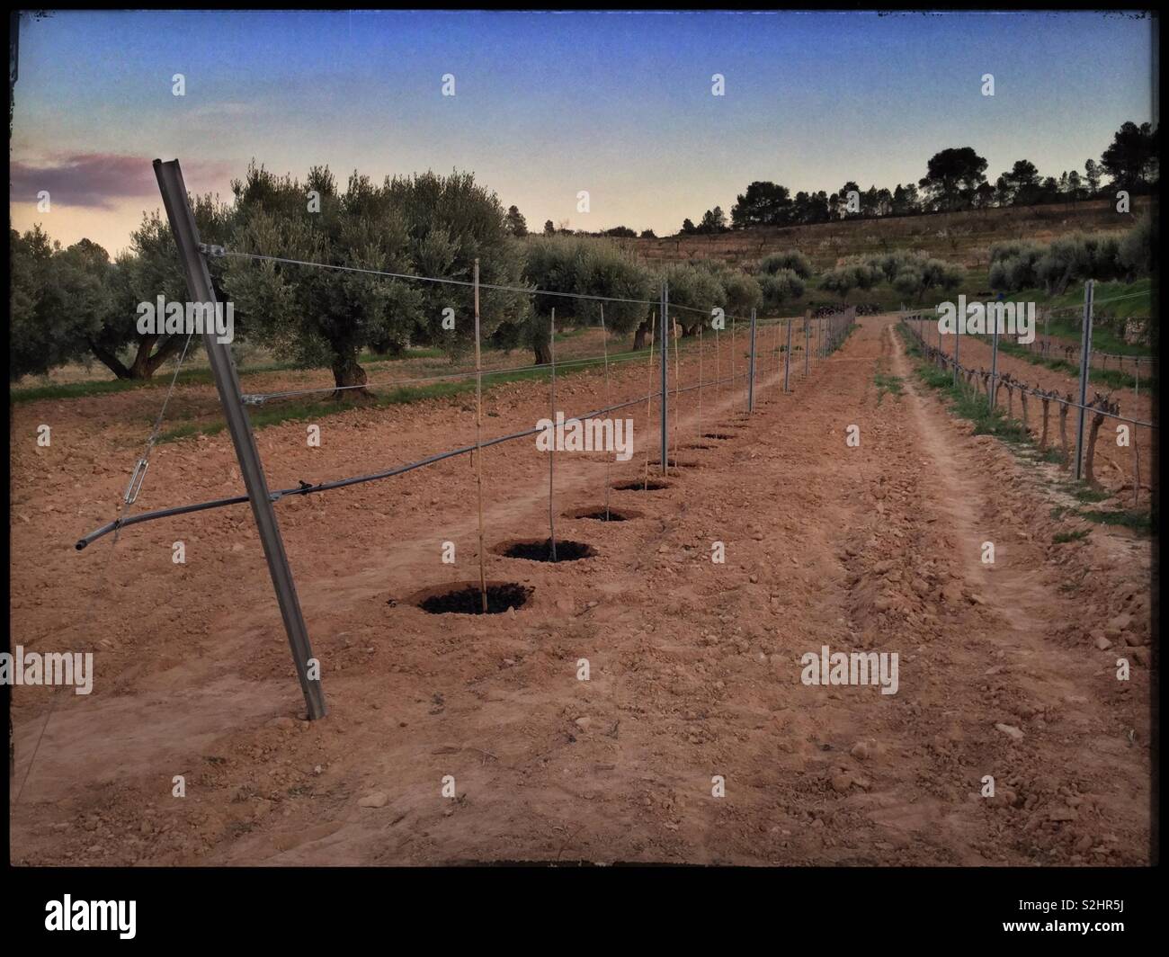 Ligne nouvellement plantés de vignes pour le vin Parellada, Catalogne, Espagne. Banque D'Images