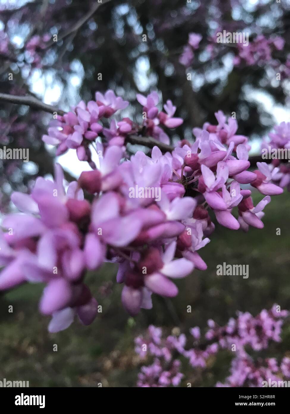 Fleurs Printanières Violettes Banque De Photographies Et D’images à 