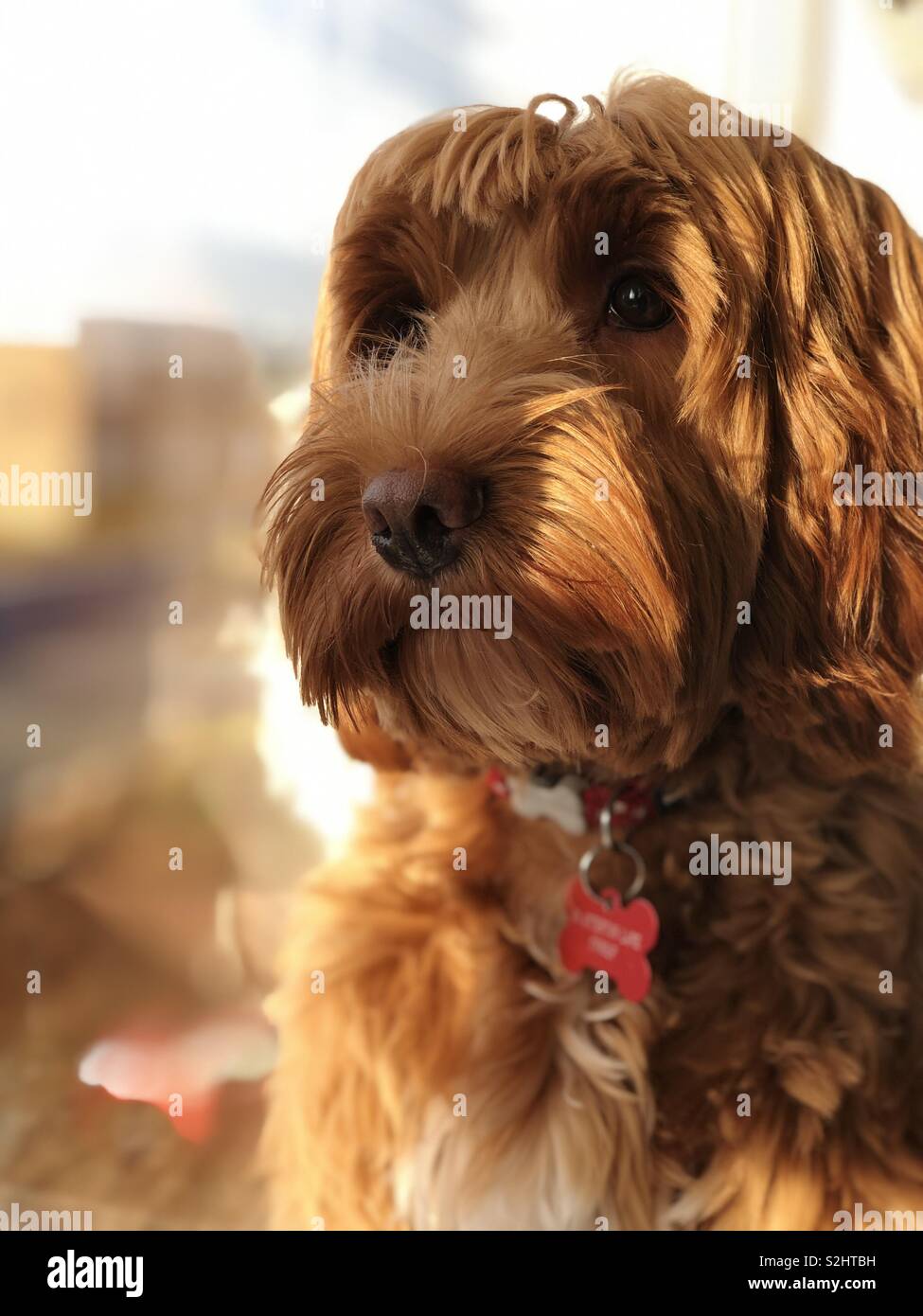 Cockapoo mignon chiot en face de la fenêtre Banque D'Images