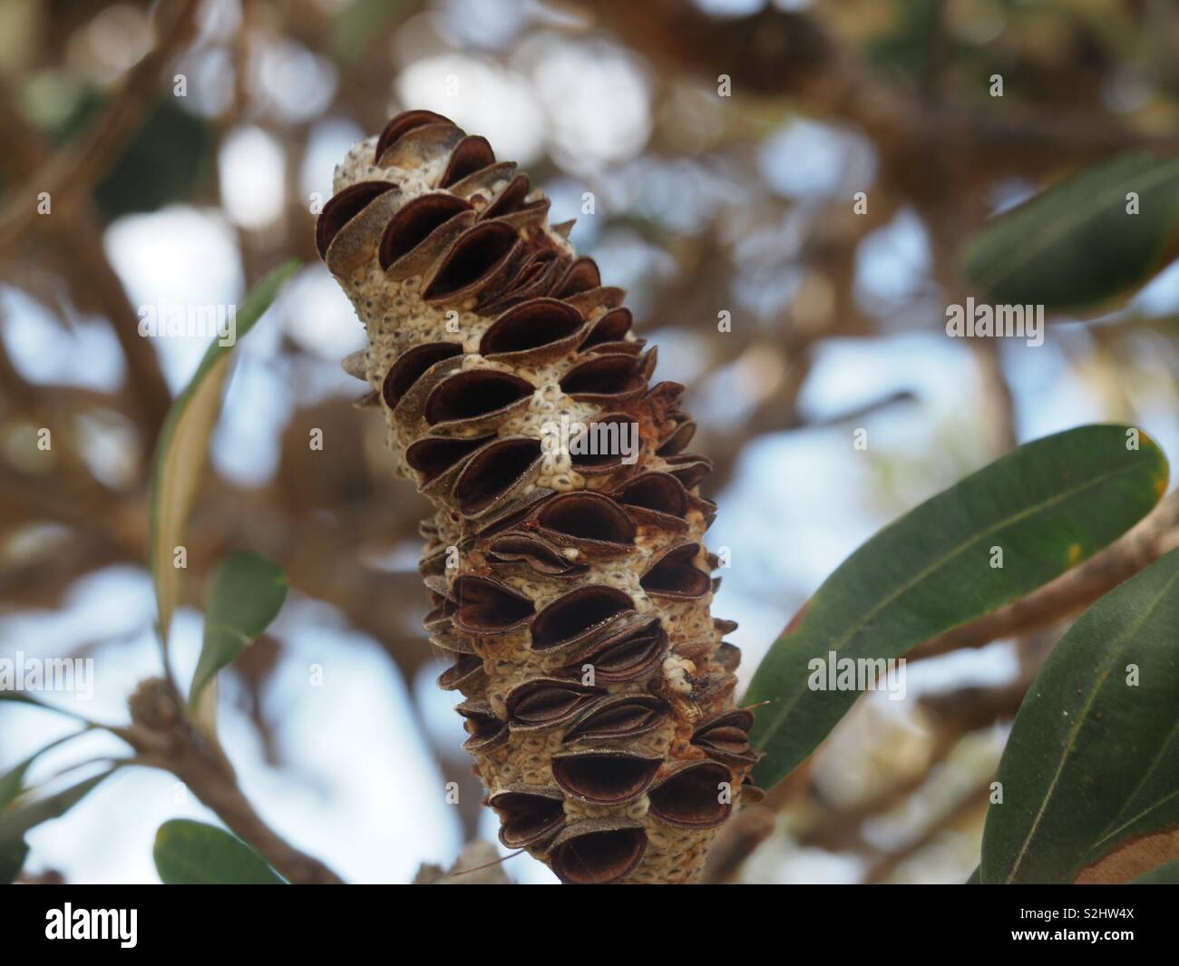 Banksia arbre qui grandit sur le bord de plage. Close up de gousse Banque D'Images