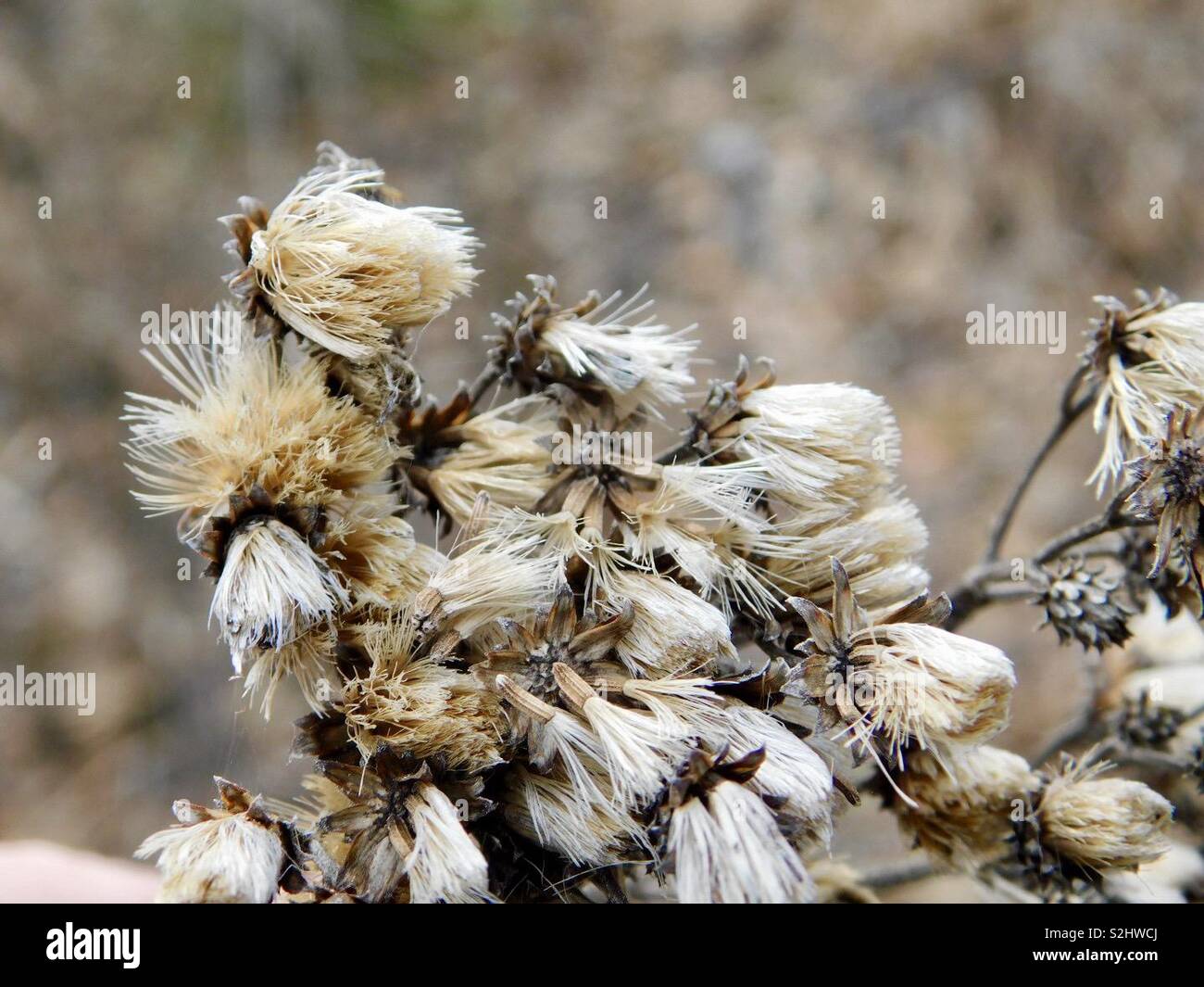 Ensemble de fleurs fanées et séchées près du lac Banque D'Images