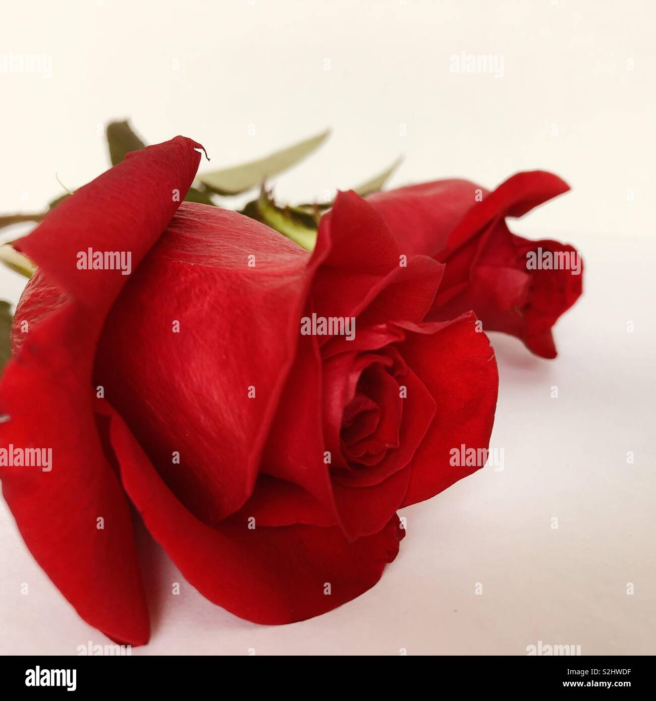 Rose rouge sur fond blanc - Image de stock capturée avec un smartphone