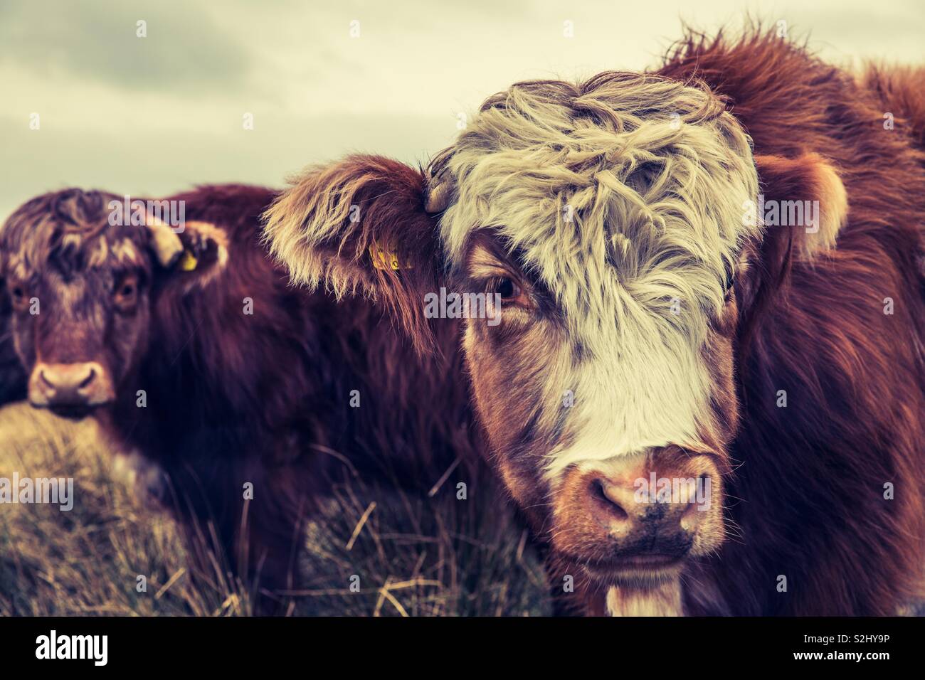 Un troupeau de bovins Highland poilue à l'extérieur dans un champ Banque D'Images