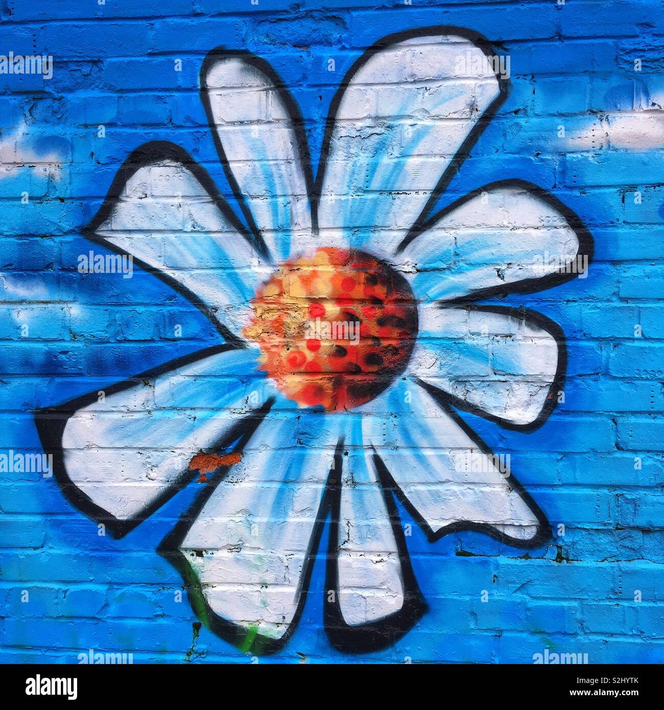 Daisy flower graffiti sur mur extérieur Banque D'Images