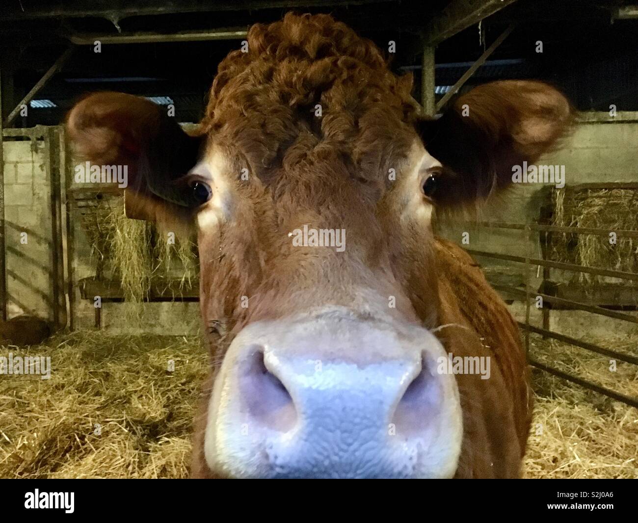 Grand nez. Up Close and Personal, un pedigree vache montbéliarde - Image de stock capturée avec un smartphone