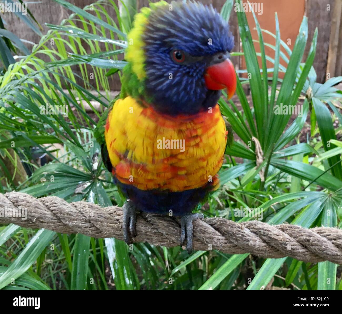 Rainbow Lorikeet australienne, un perroquet bleu et jaune assis sur une corde, entouré par de la végétation verte - Image de stock capturée avec un smartphone