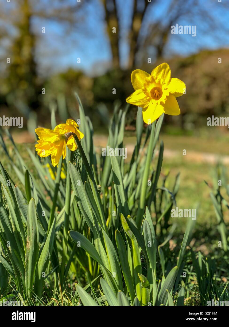 Les jonquilles en février 2019 par temps chaud printemps - Image de stock capturée avec un smartphone