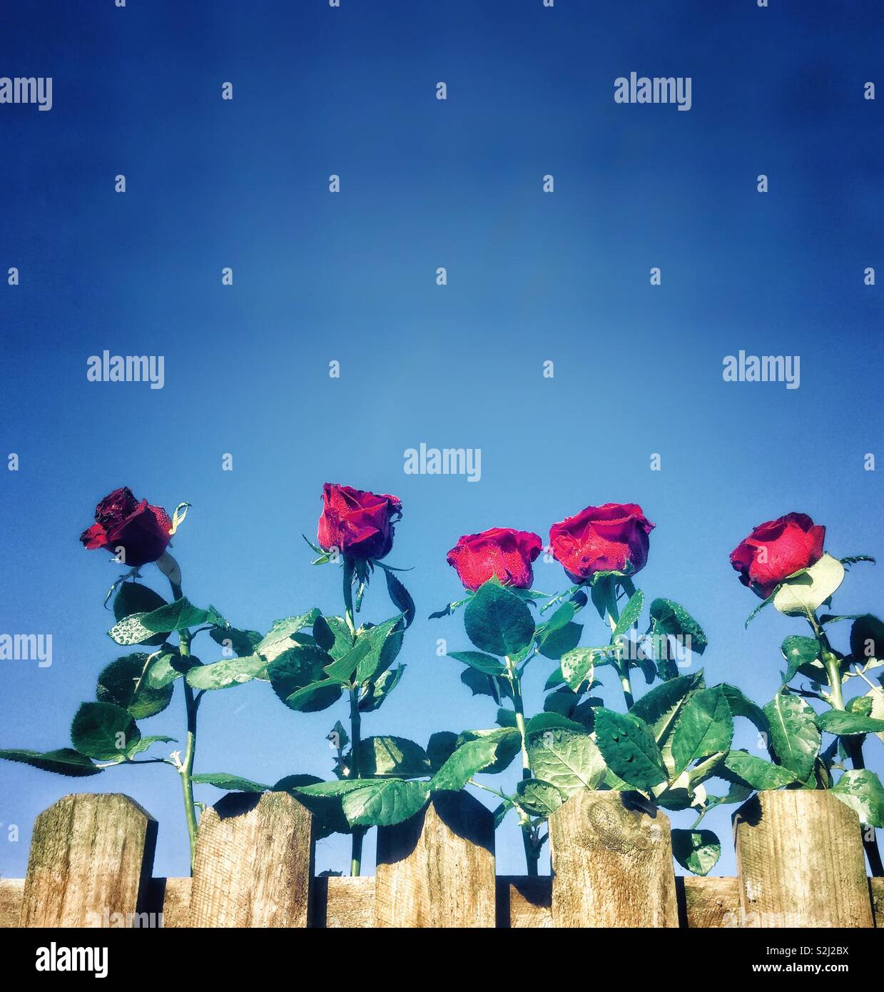 Roses rouges dans le jardin. - Image de stock capturée avec un smartphone