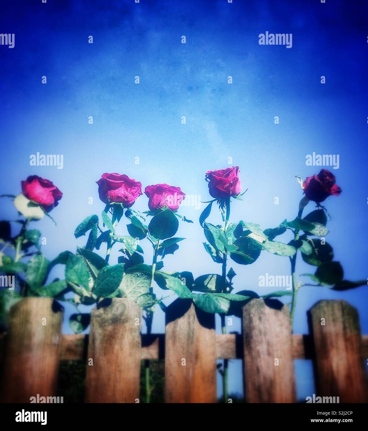 Roses rouges dans le jardin. - Image de stock capturée avec un smartphone