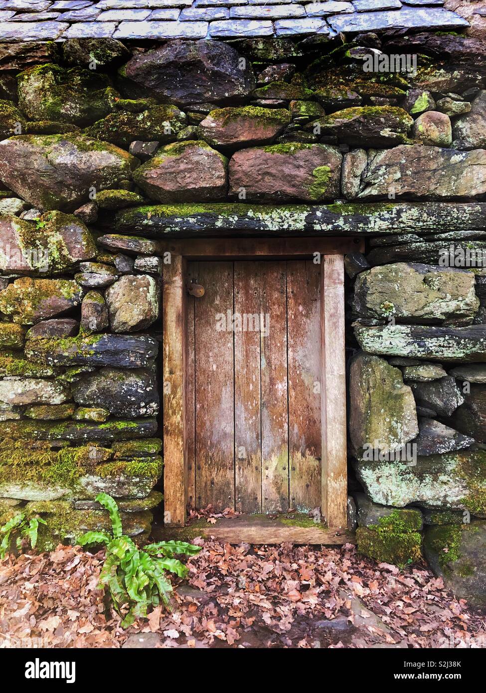 Vieille porte en bois dans une grange en pierre avec des mousses, lichens et fougères. Banque D'Images