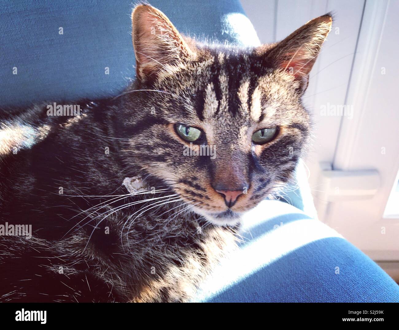 Cat On A Mat Banque D Image Et Photos Alamy Cat On A Mat Banque D Image Et Photos Alamy