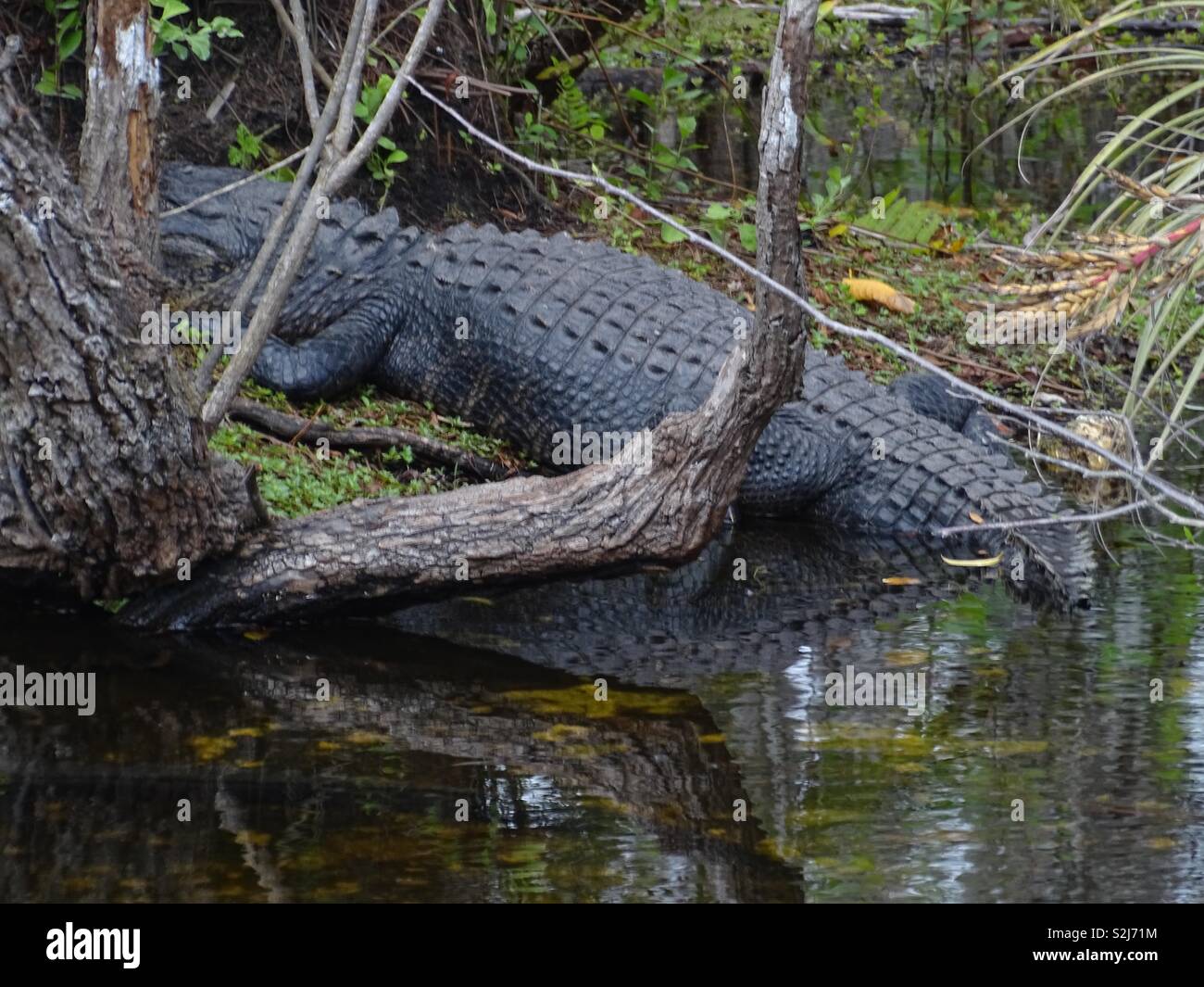 Alligator Floride Banque D'Images