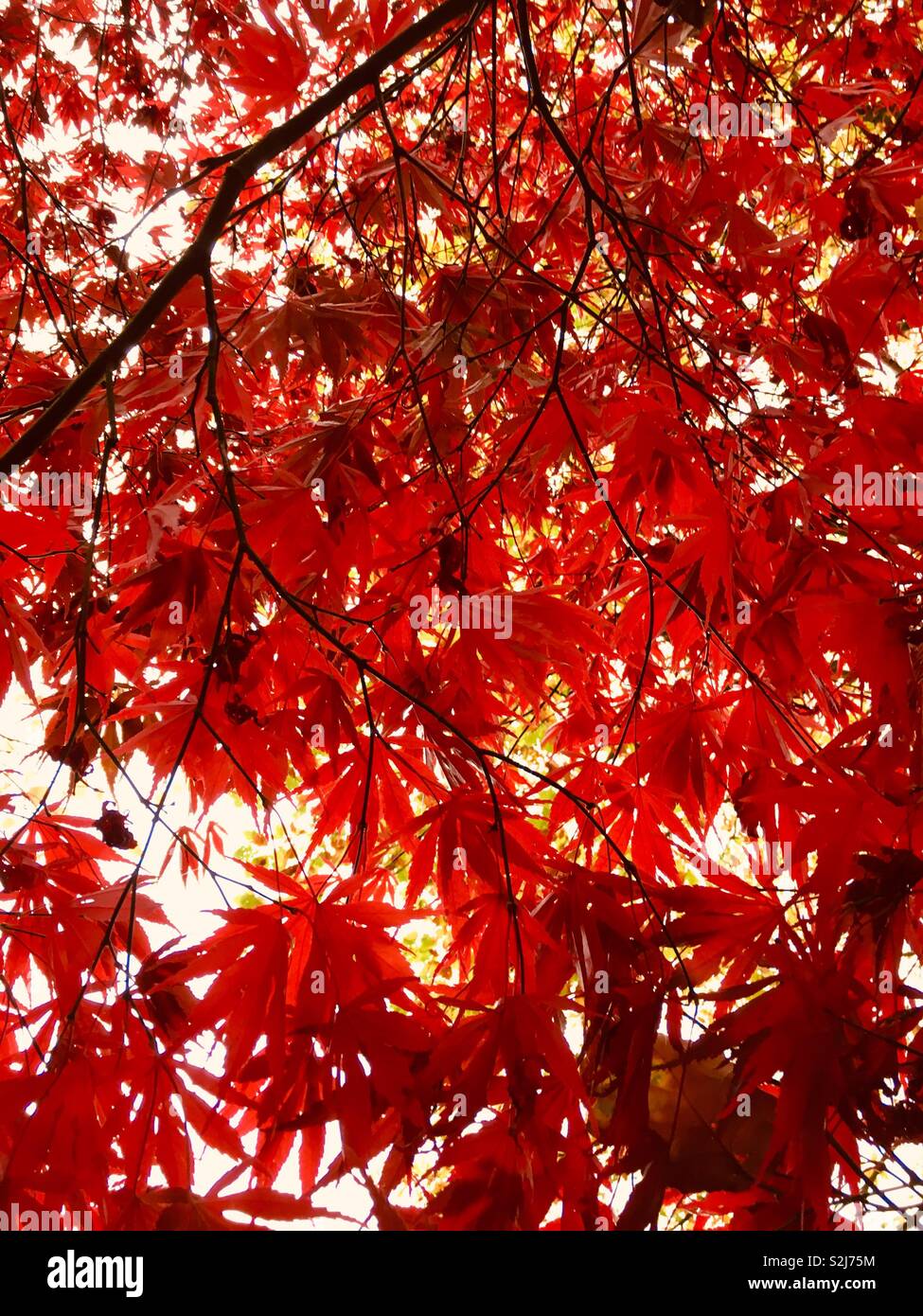 Lumière du soleil à travers feuilles rouges - Image de stock capturée avec un smartphone