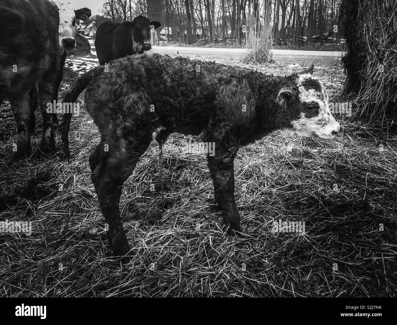 Veau Bebe Juste Apres La Naissance Photo Stock Alamy Veau Bebe Juste Apres La Naissance Photo Stock Alamy