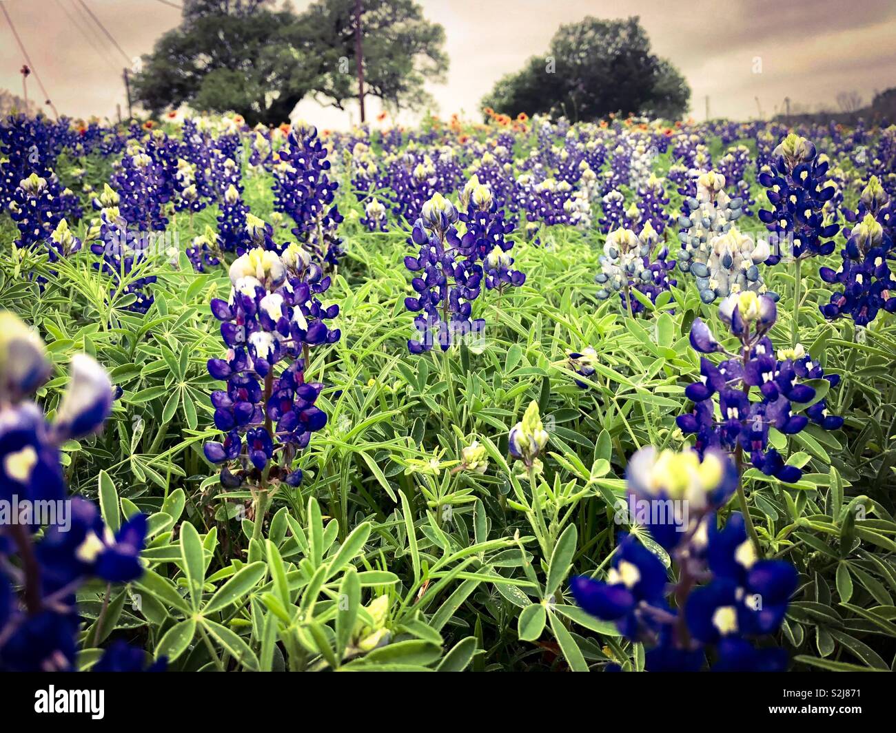 Champ bluebonnet Texas Banque D'Images