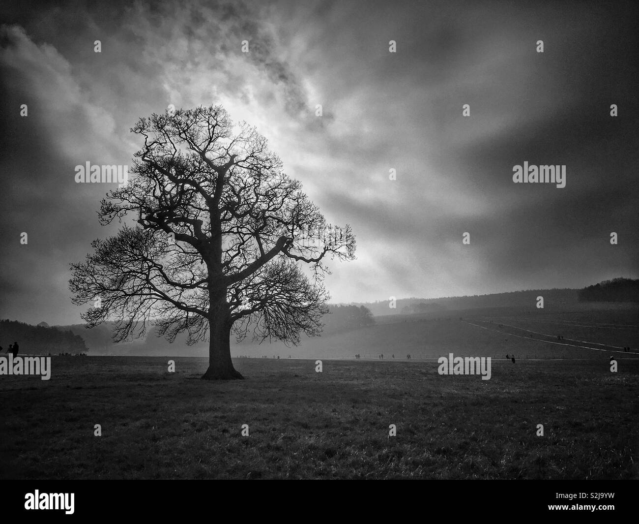 Arbre solitaire dans matin doit avec beaucoup de chiffres dans l'arrière-plan - Image de stock capturée avec un smartphone
