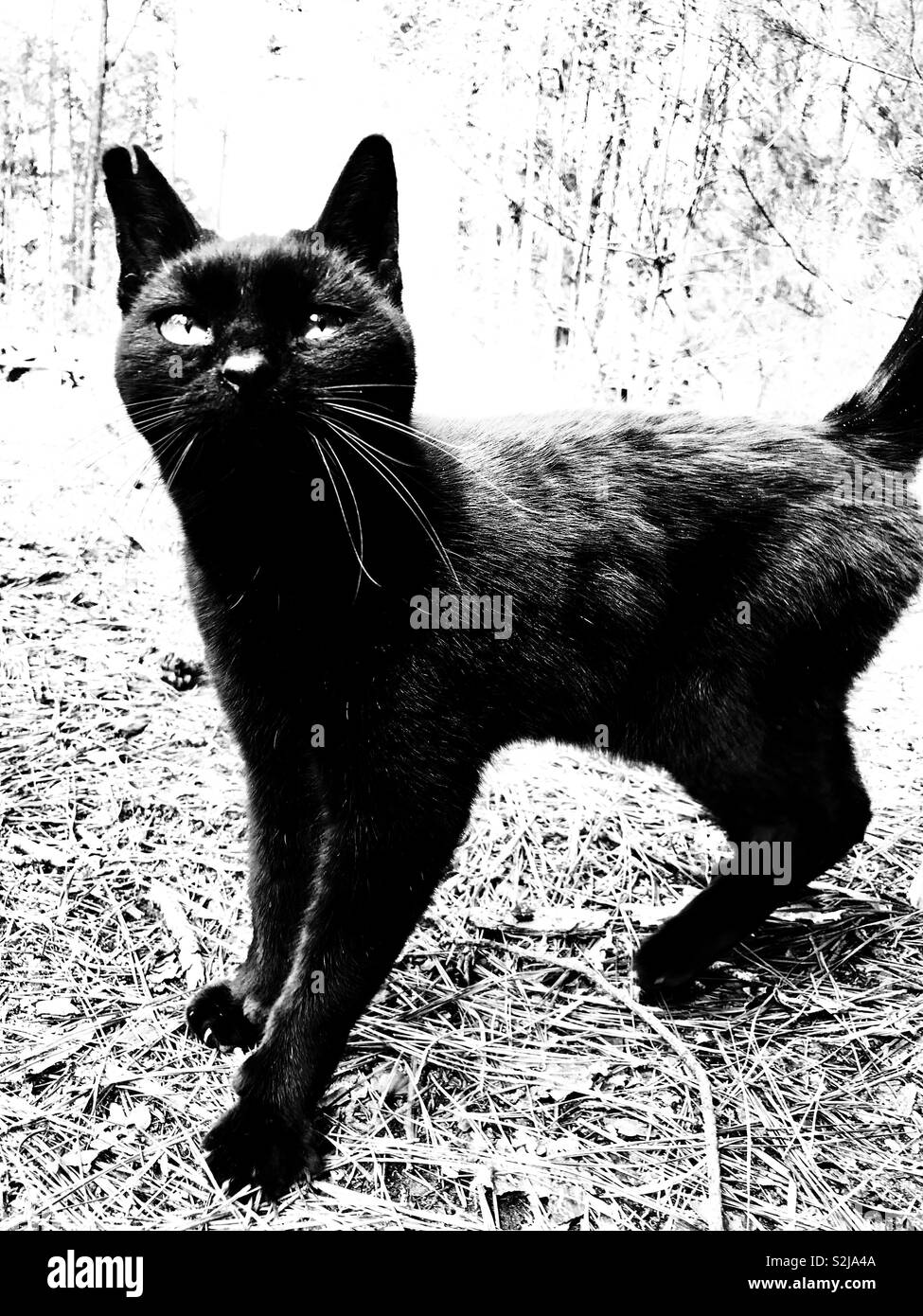 Stark photo en noir et blanc de chat noir debout dans l'Expectative Banque D'Images