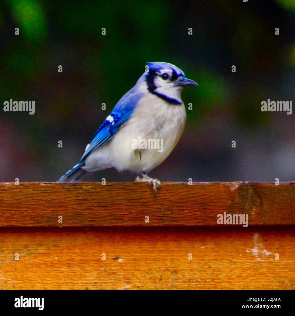 Blue Bird on fence Banque D'Images