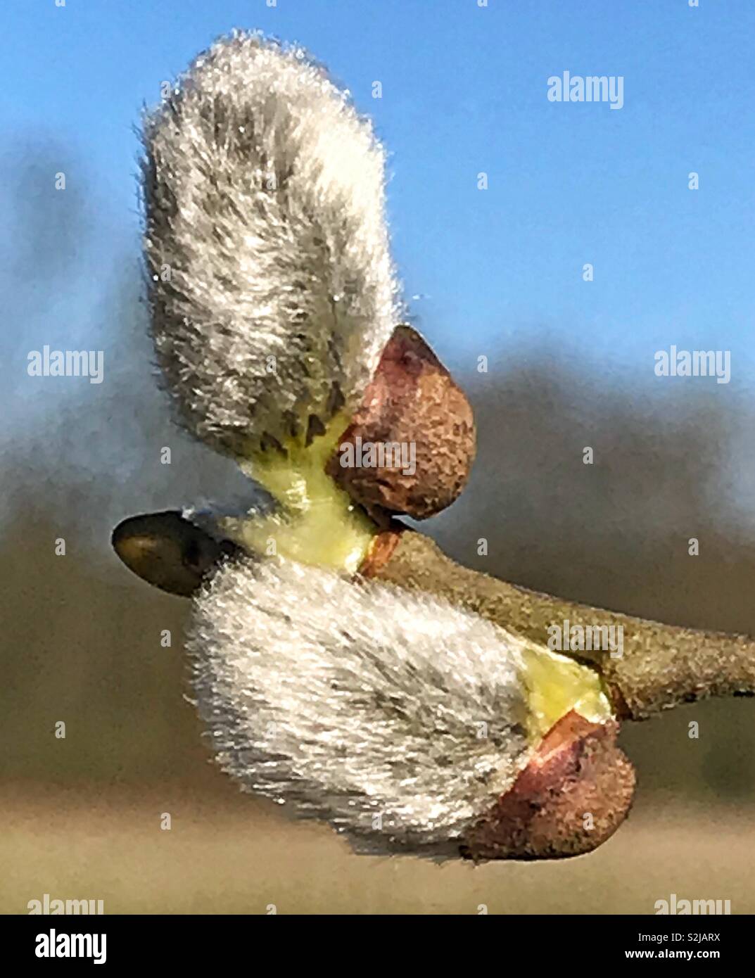 Salix caprea saule - chèvre - bourgeons. Mars 2019. - Image de stock capturée avec un smartphone