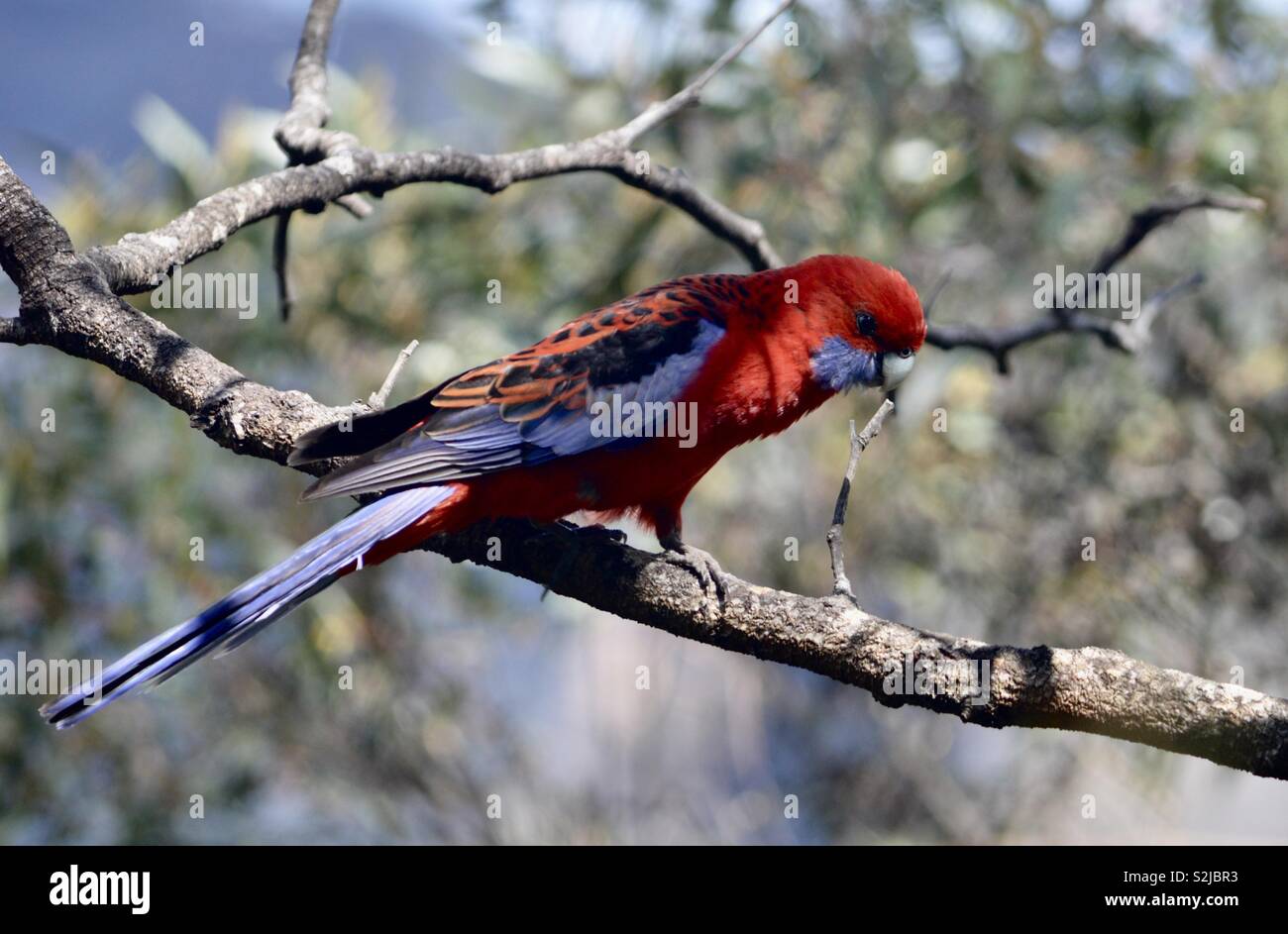 Sidney Australie bird Banque D'Images