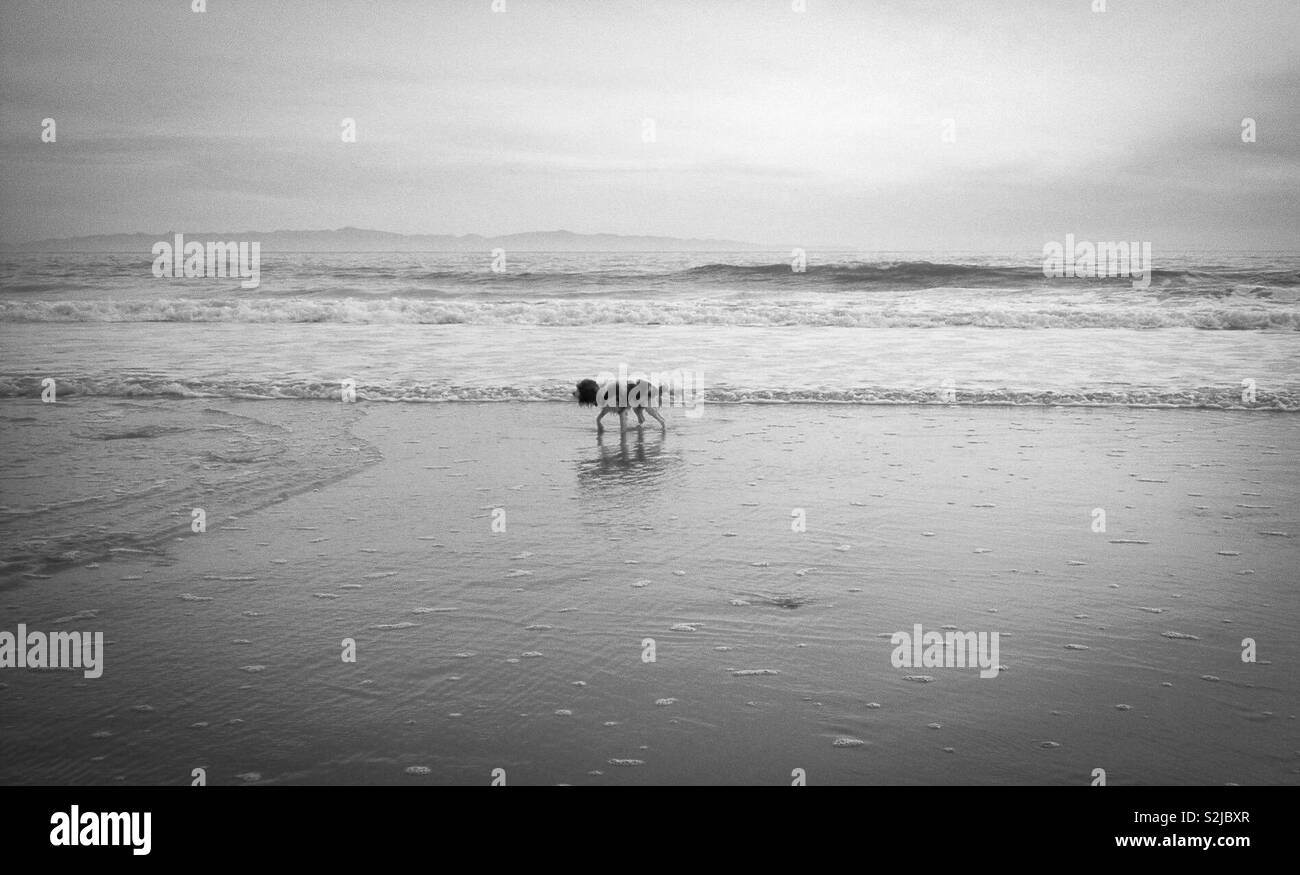 Chien mouillé sur la plage en noir et blanc Banque D'Images