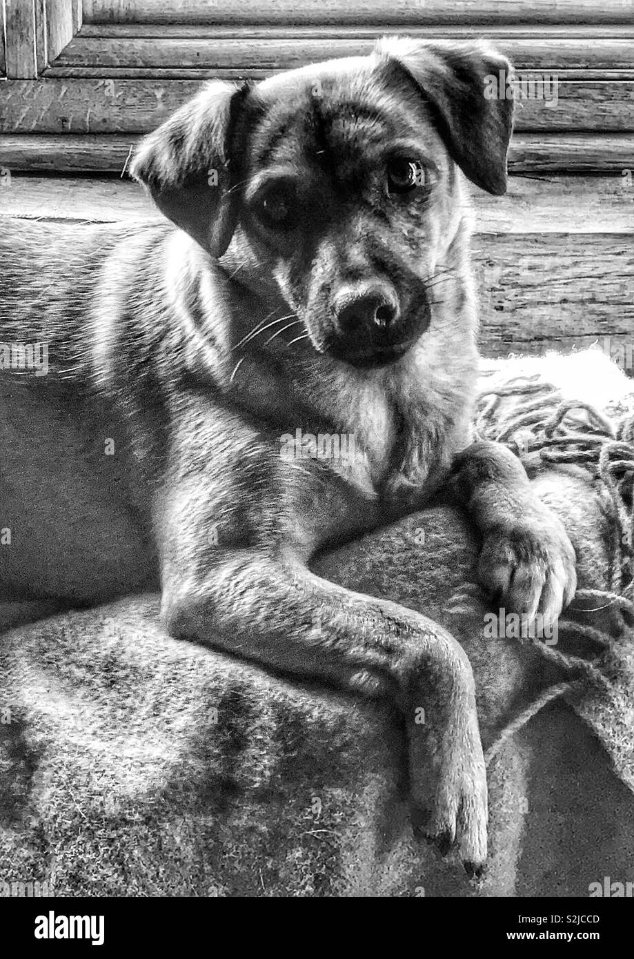 Noir et blanc de curieux chien terrier sur le dessus d'un canapé. Mars 2019. Banque D'Images