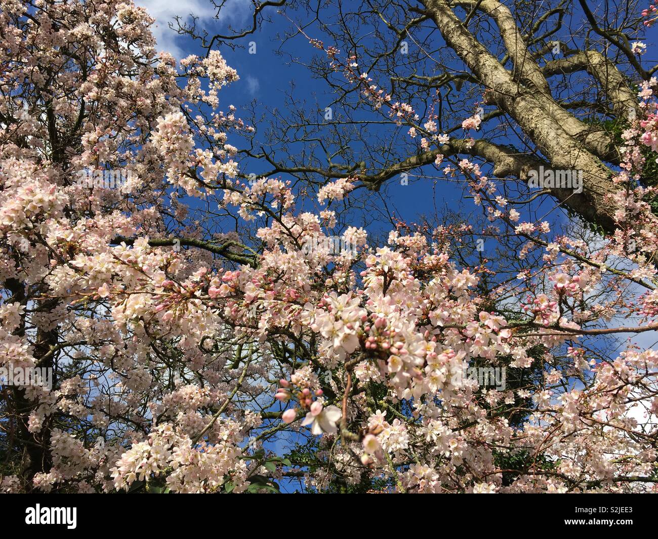 Fleur de cerisier aux beaux jours dans le Cheshire, Angleterre Banque D'Images